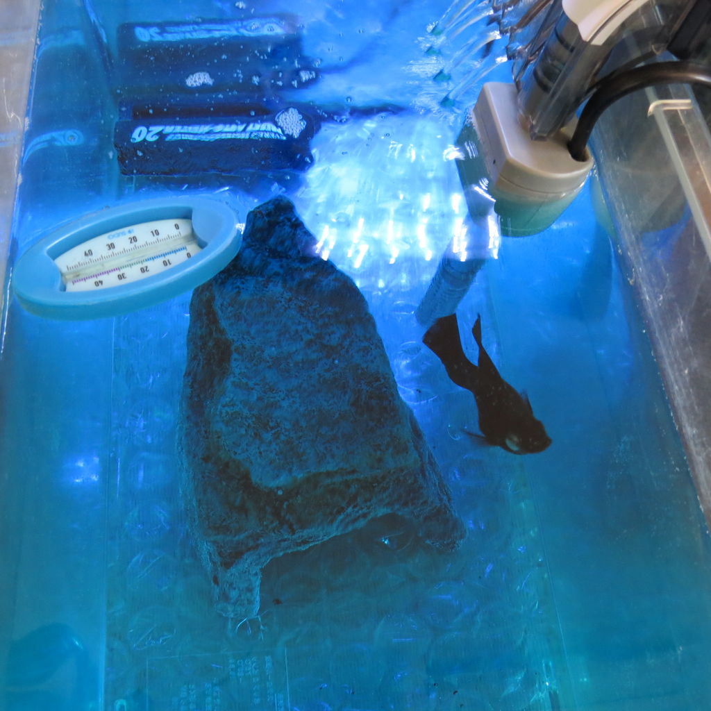 バルーン ブラックマーブルモーリーの眼が白くなりました 虎ノ門虎之助のベランダ ラボラトリー Ft メダカ