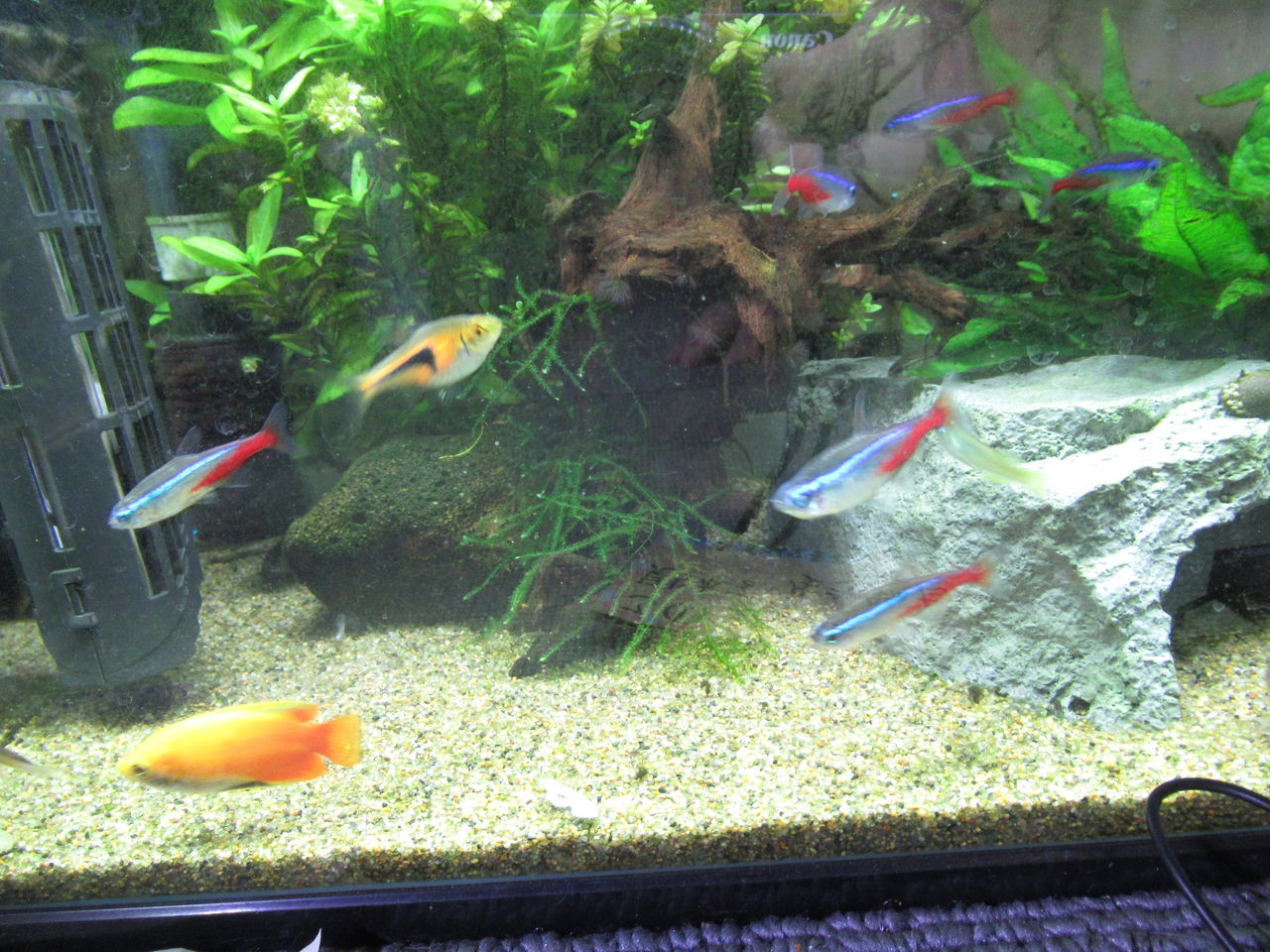 熱帯魚水槽 コリドラス パレアタス 青コリ とインド メダカ死す 虎ノ門虎之助のベランダ ラボラトリー Ft メダカ 熱帯魚水槽 コリドラス パレアタス 青コリ とインド メダカ死す 虎ノ門虎之助のベランダ ラボラトリー Ft メダカ