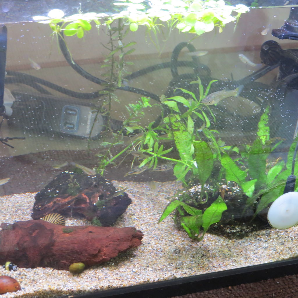 熱帯魚水槽 コリドラス アエネウス寄生虫感染により水槽リセット 2 虎ノ門虎之助のベランダ ラボラトリー Ft メダカ 熱帯魚水槽 コリドラス アエネウス寄生虫感染により水槽リセット 2 虎ノ門虎之助のベランダ ラボラトリー Ft メダカ
