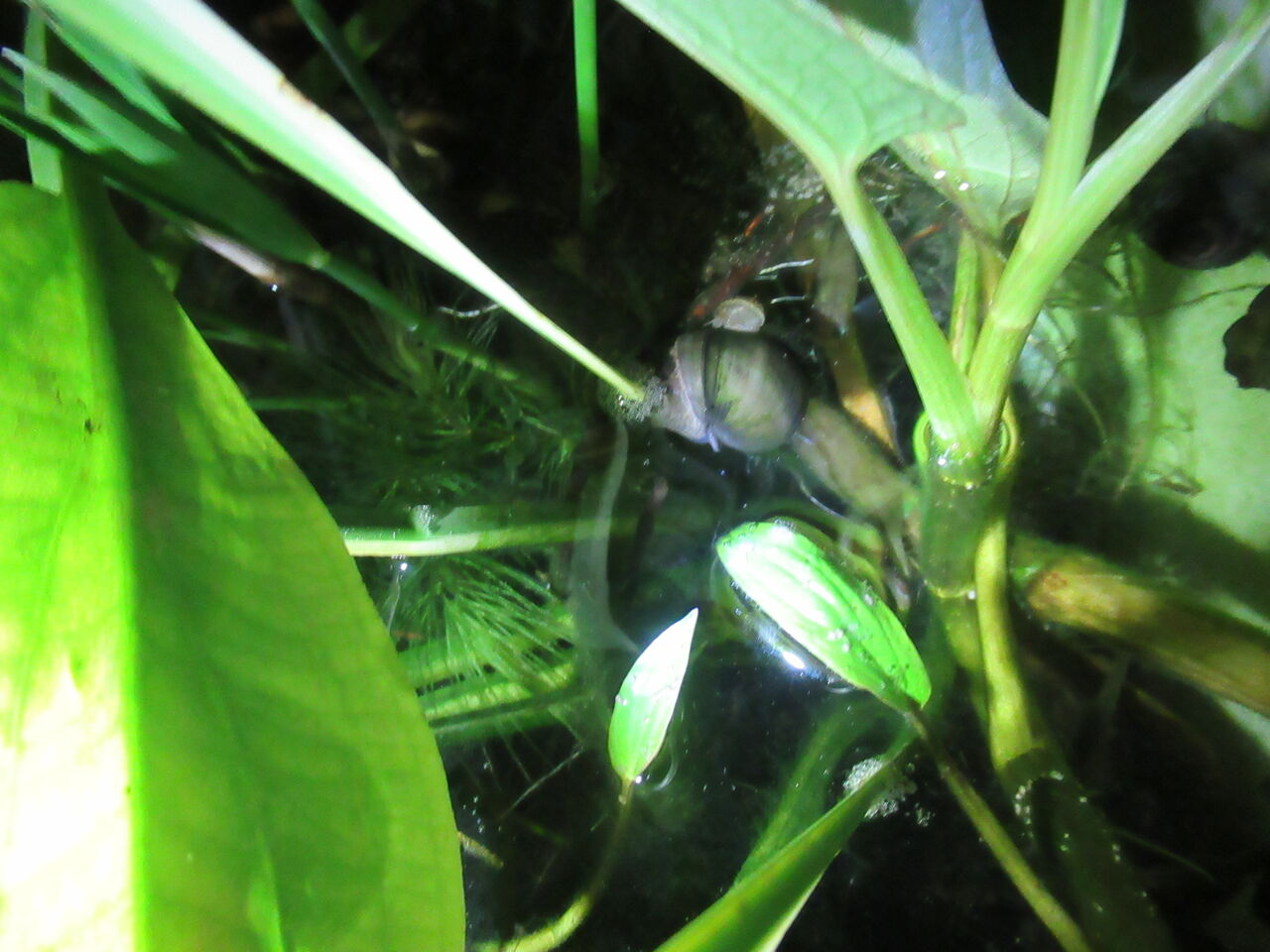 ヒメタニシとカワニナを一緒に飼うと繁殖はヒメタニシ 次にカワニナの順 虎ノ門虎之助のベランダ ラボラトリー Ft メダカ