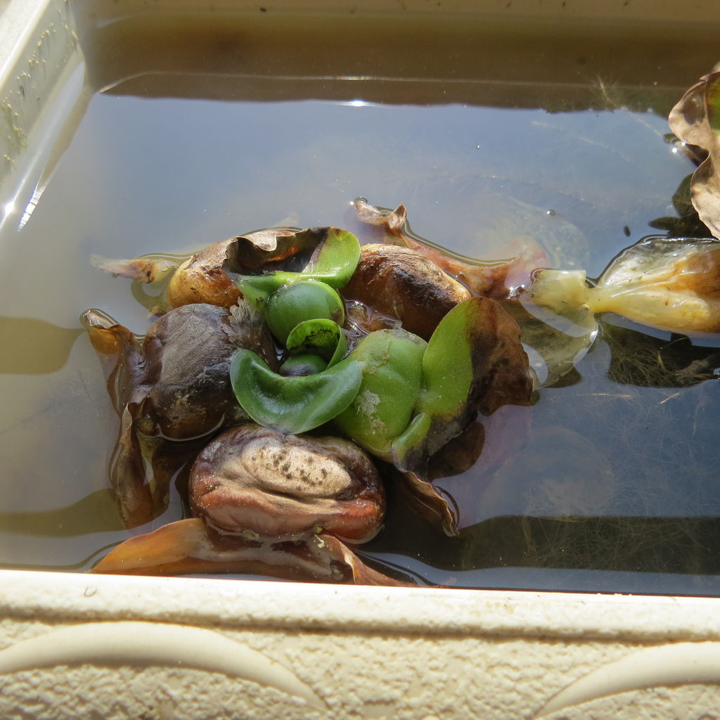 ホテイ草を越冬させてみる 24 最終回21回目 虎ノ門虎之助のベランダ ラボラトリー Ft メダカ ホテイ草を越冬させてみる 24 最終回21回目 虎ノ門虎之助のベランダ ラボラトリー Ft メダカ