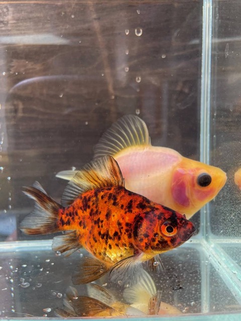 キャリコ玉サバ金魚その2