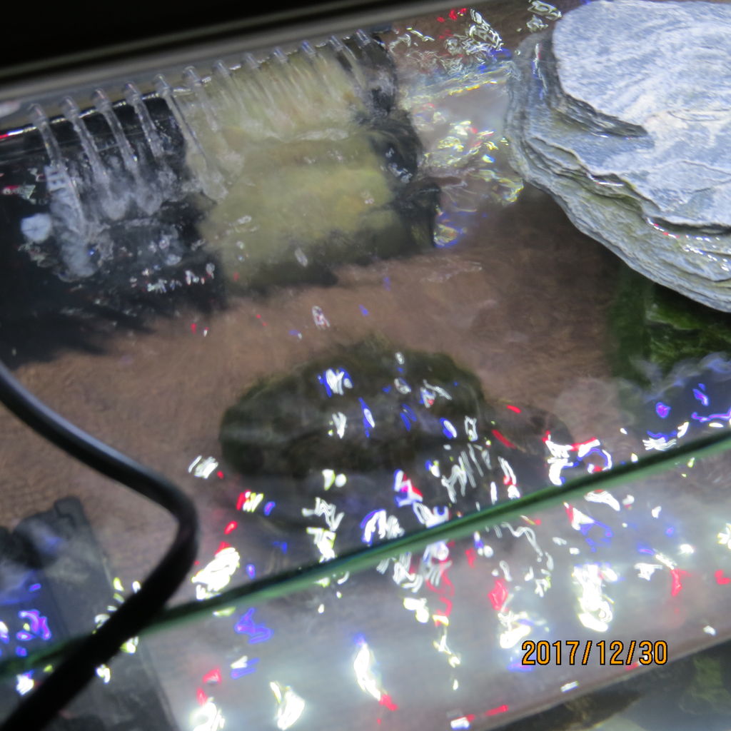 ミシシッピニオイガメの水槽引っ越し 虎ノ門虎之助のベランダ ラボラトリー Ft メダカ ミシシッピニオイガメの水槽引っ越し 虎ノ門虎之助のベランダ ラボラトリー Ft メダカ