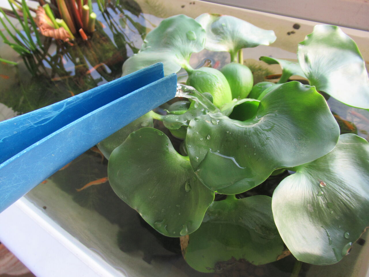 屋外メダカや金魚の容器に足し水をする場合に用土や堆積物を巻き上げない方法 虎ノ門虎之助のベランダ ラボラトリー Ft メダカ