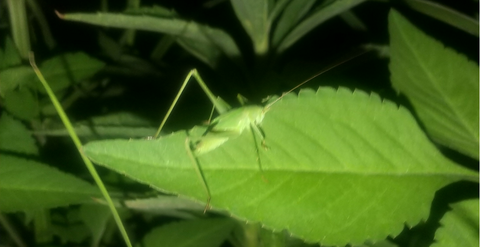 昆虫1