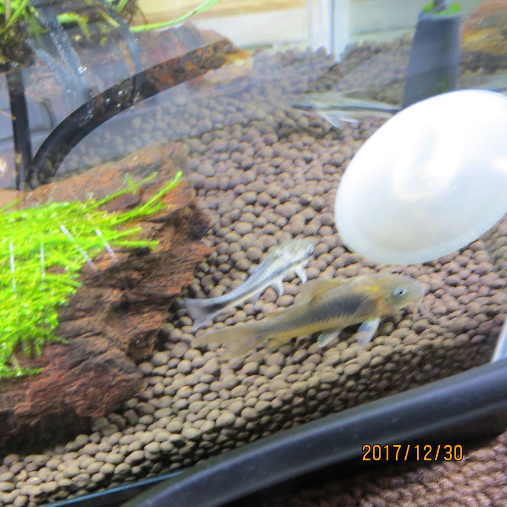 初心者向け 熱帯魚大全 熱帯魚の飼い方 虎ノ門虎之助のベランダ ラボラトリー Ft メダカ 初心者向け 熱帯魚大全 熱帯魚の飼い方 虎ノ門虎之助のベランダ ラボラトリー Ft メダカ