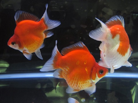 福ダルマ金魚たち