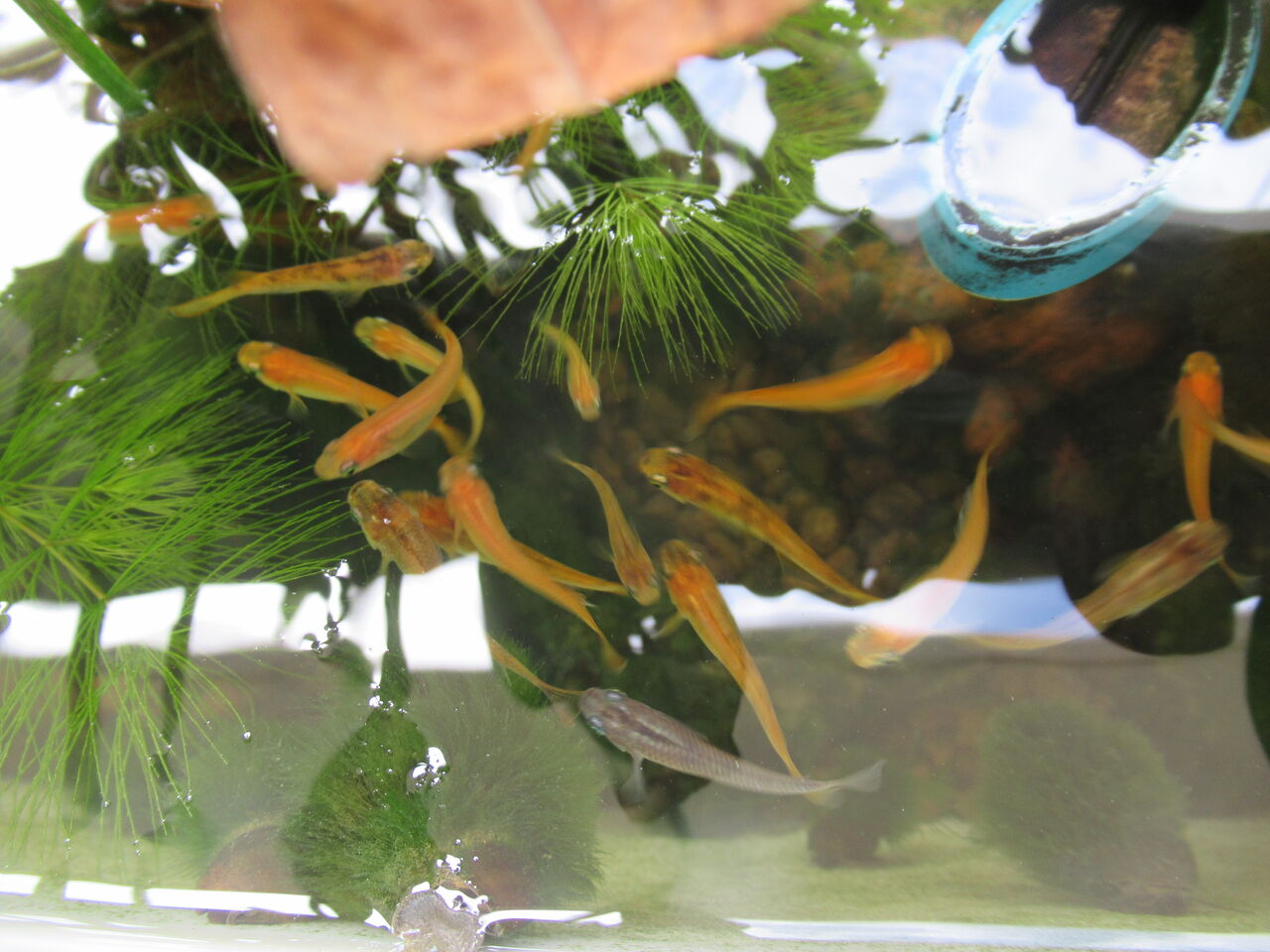 子供とホームセンターでメダカを購入して屋外で飼う メダカの飼い方 虎ノ門虎之助のベランダ ラボラトリー Ft メダカ 子供とホームセンターでメダカを購入して屋外で飼う メダカの飼い方 虎ノ門虎之助のベランダ ラボラトリー Ft メダカ