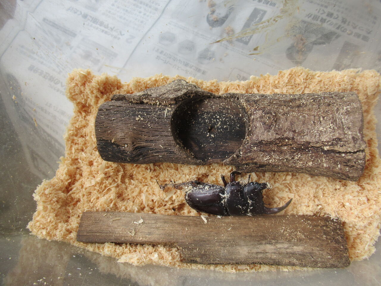 オオクワガタの掘り出しと羽化不全 そして猛暑の夏の始まり 虎ノ門虎之助のベランダ ラボラトリー Ft メダカ