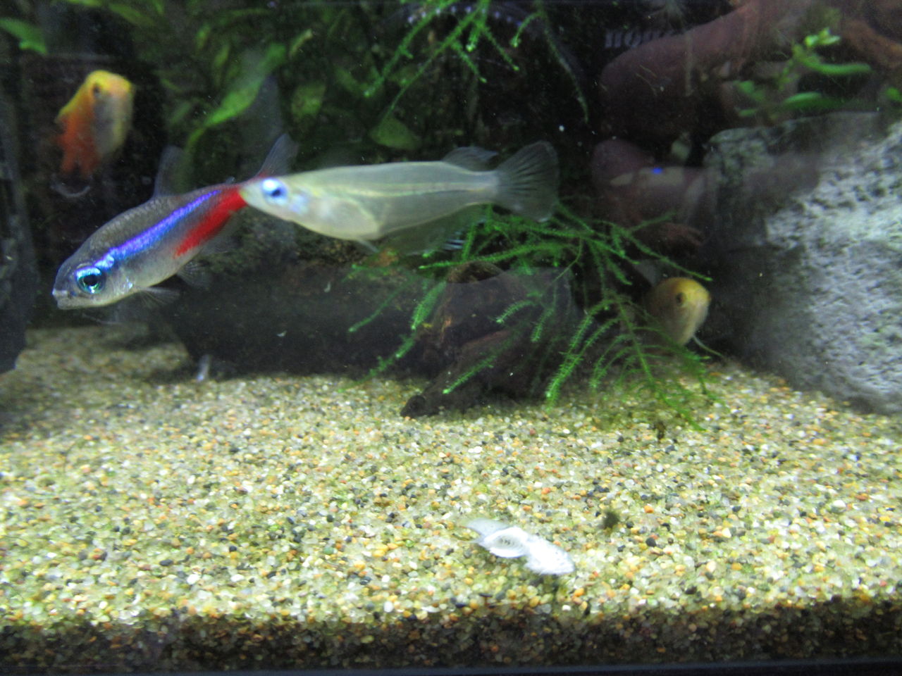 熱帯魚水槽 コリドラス パレアタス 青コリ とインド メダカ死す 虎ノ門虎之助のベランダ ラボラトリー Ft メダカ 熱帯魚水槽 コリドラス パレアタス 青コリ とインド メダカ死す 虎ノ門虎之助のベランダ ラボラトリー Ft メダカ