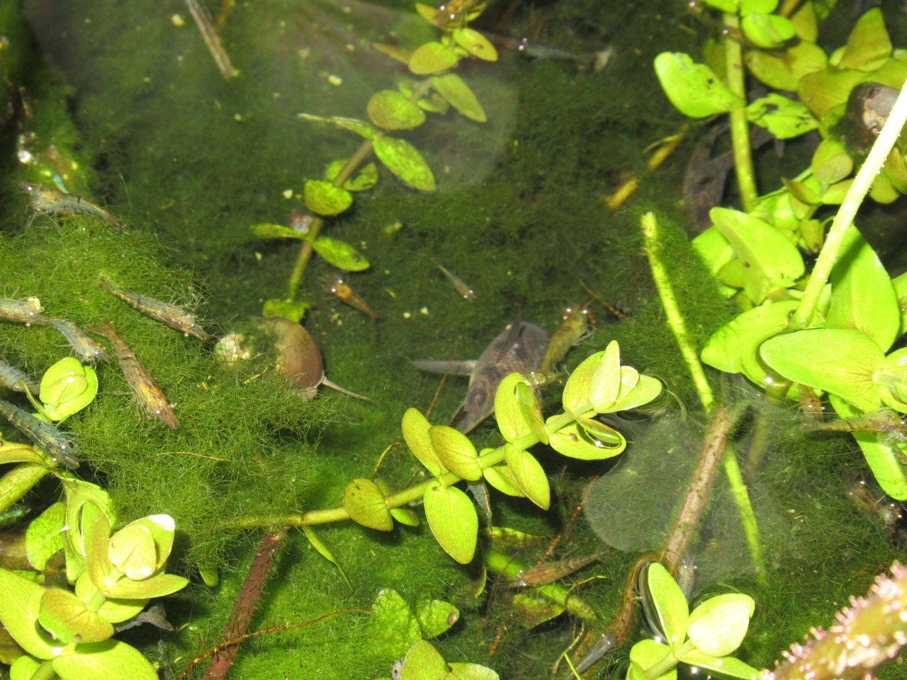 エビ 貝 虎ノ門虎之助のベランダ ラボラトリー Ft メダカ エビ 貝 虎ノ門虎之助のベランダ ラボラトリー Ft メダカ