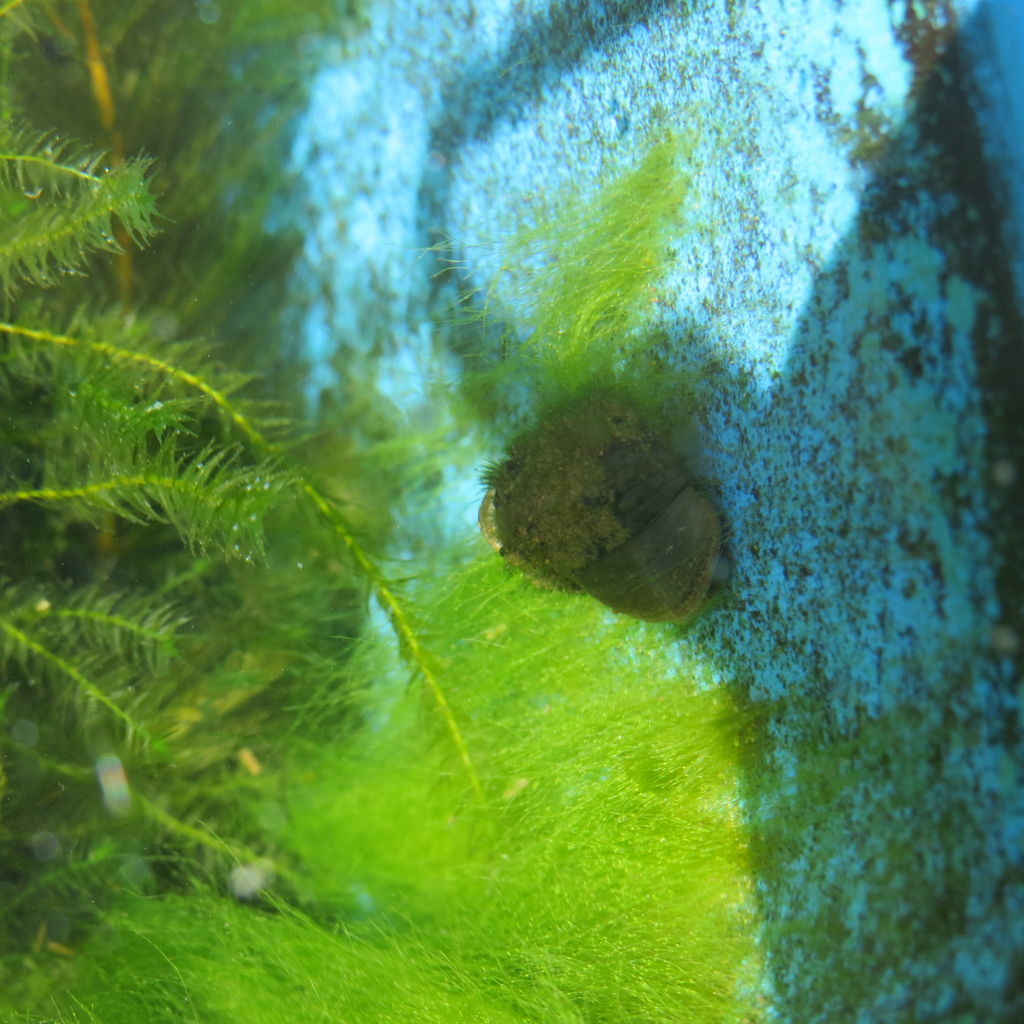 越冬した春のヒメタニシたち 虎ノ門虎之助のベランダ ラボラトリー Ft メダカ
