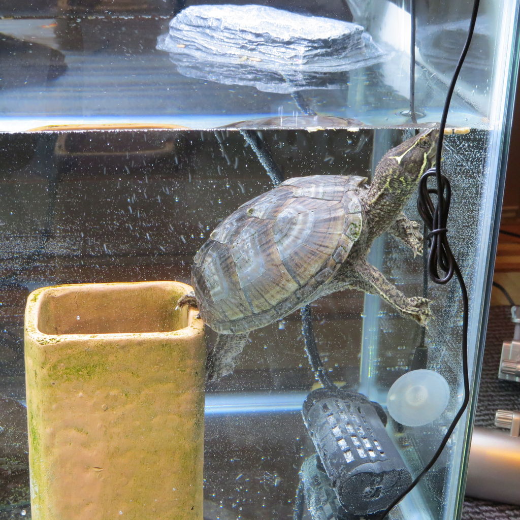 親でも小さいカメ おすすめ ミシシッピニオイガメの飼い方 屋外 屋内 虎ノ門虎之助のベランダ ラボラトリー Ft メダカ