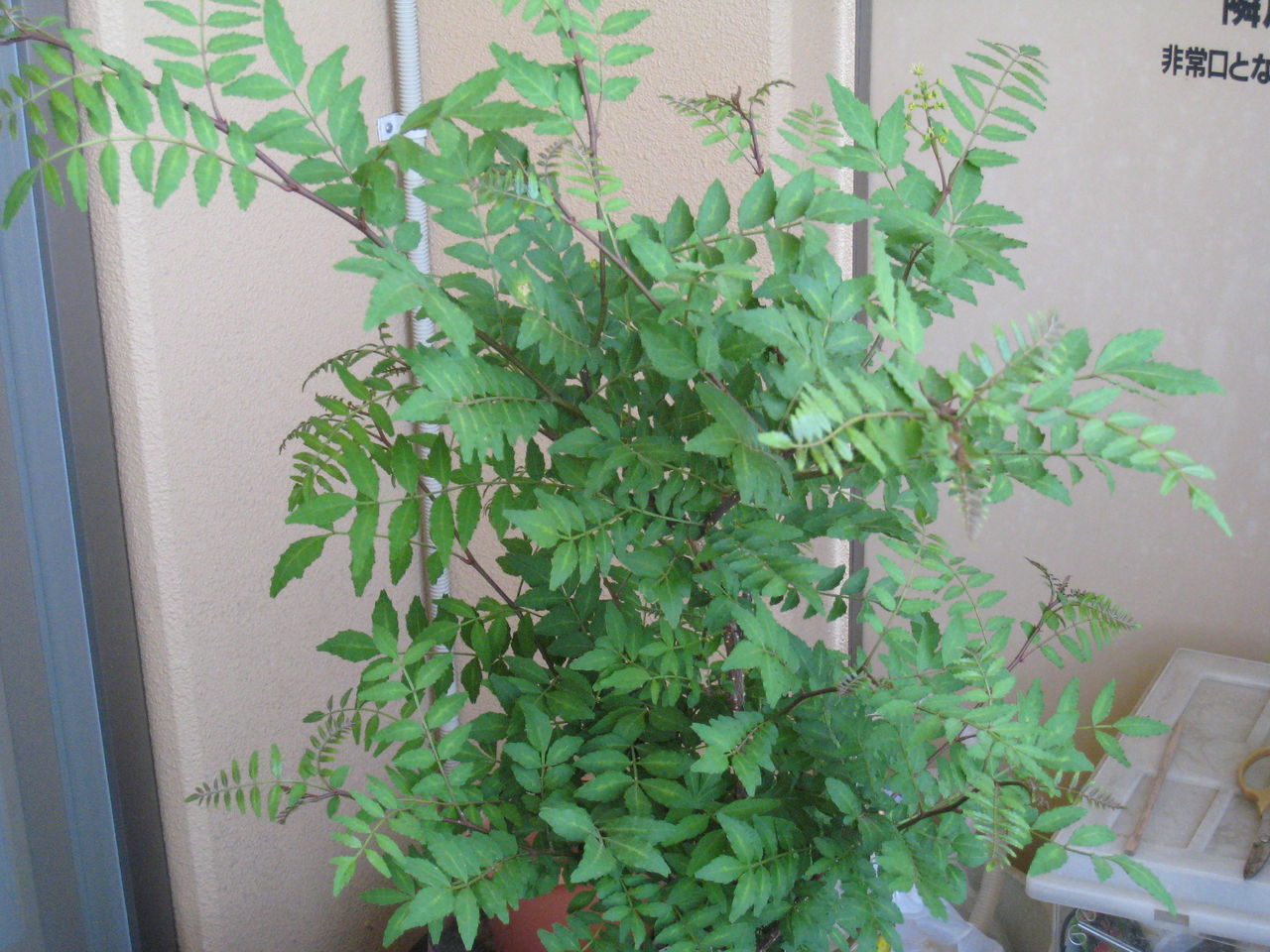 歴代のビオトープ環境 虎ノ門虎之助のベランダ ラボラトリー Ft メダカ