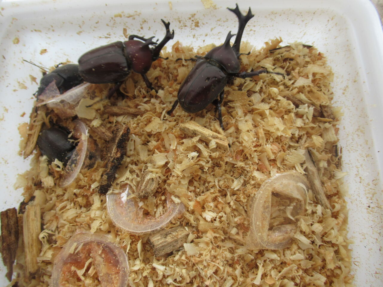 カブトムシやクワガタの近親交配は大丈夫なのか 人間の近親相姦との違い 虎ノ門虎之助のベランダ ラボラトリー Ft メダカ