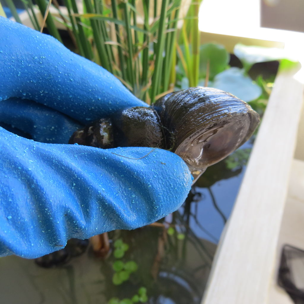 オオタニシを飼ってみる 虎ノ門虎之助のベランダ ラボラトリー Ft メダカ