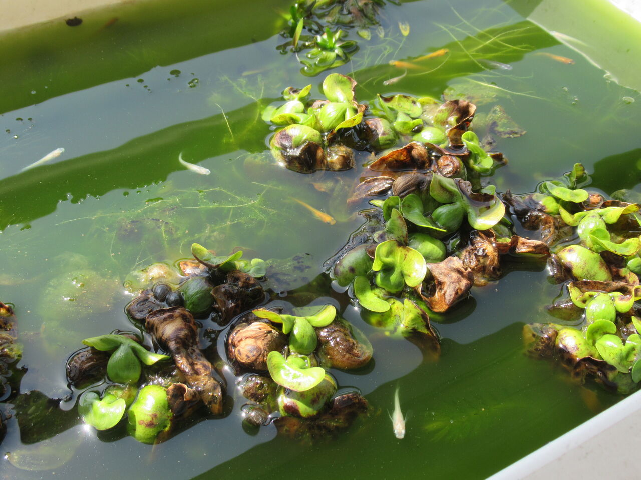 メダカなど水棲生物の飼育で水が汚れる 濁る 緑色になる 臭い 油がでるなどの水の状態まとめ 虎ノ門虎之助のベランダ ラボラトリー Ft メダカ