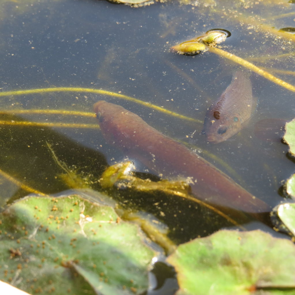 チョウセンブナ アクセル全開 虎ノ門虎之助のベランダ ラボラトリー Ft メダカ