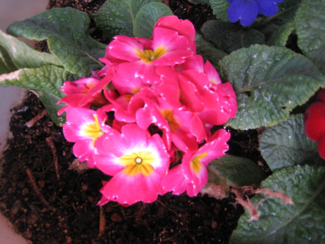 プリムラジュリアン 開花ラッシュ一旦停止 虎ノ門虎之助のベランダ ラボラトリー Ft メダカ プリムラジュリアン 開花ラッシュ一旦停止 虎ノ門虎之助のベランダ ラボラトリー Ft メダカ