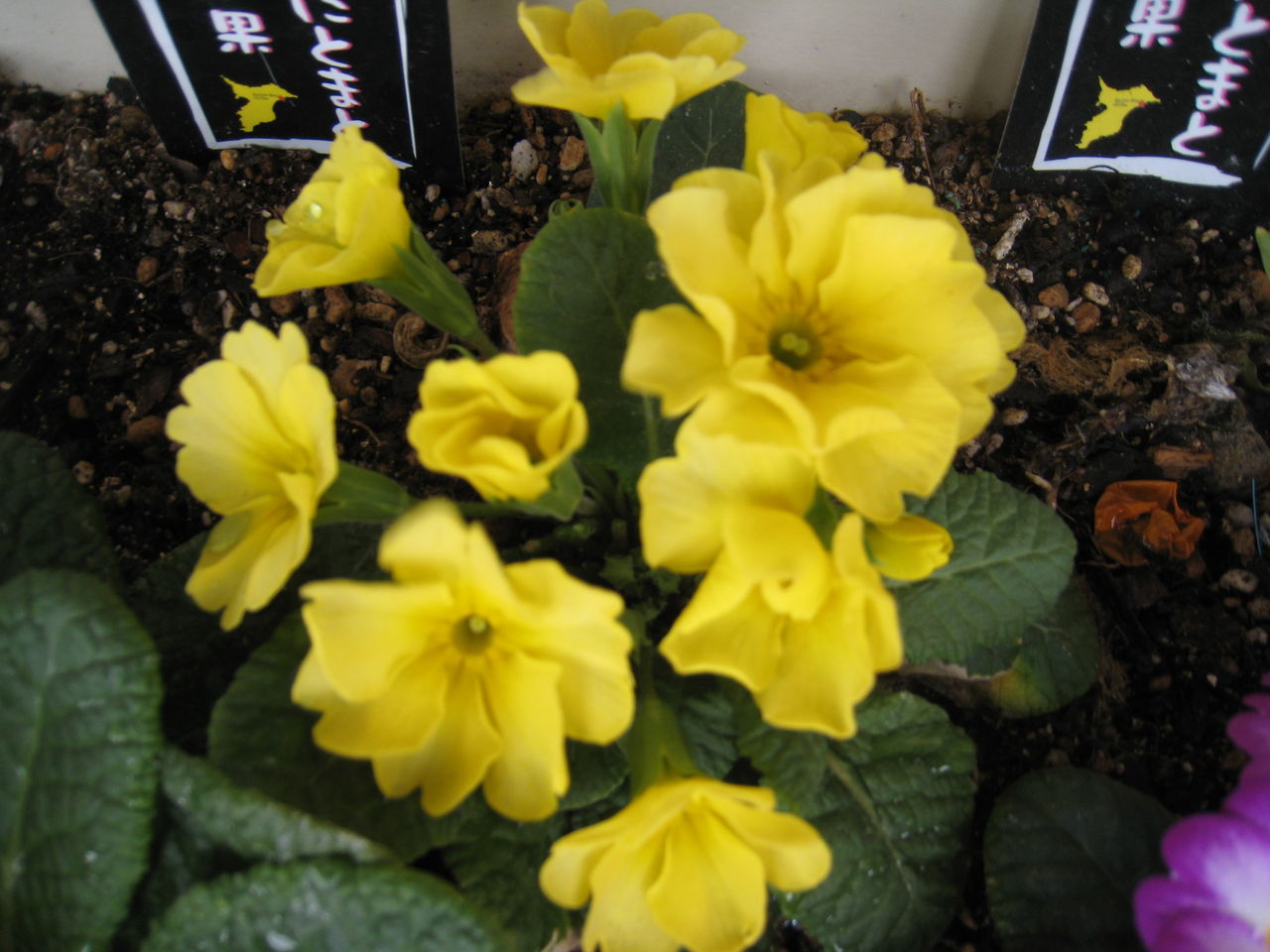 プリムラジュリアン 開花ラッシュ一旦停止 虎ノ門虎之助のベランダ ラボラトリー Ft メダカ プリムラジュリアン 開花ラッシュ一旦停止 虎ノ門虎之助のベランダ ラボラトリー Ft メダカ
