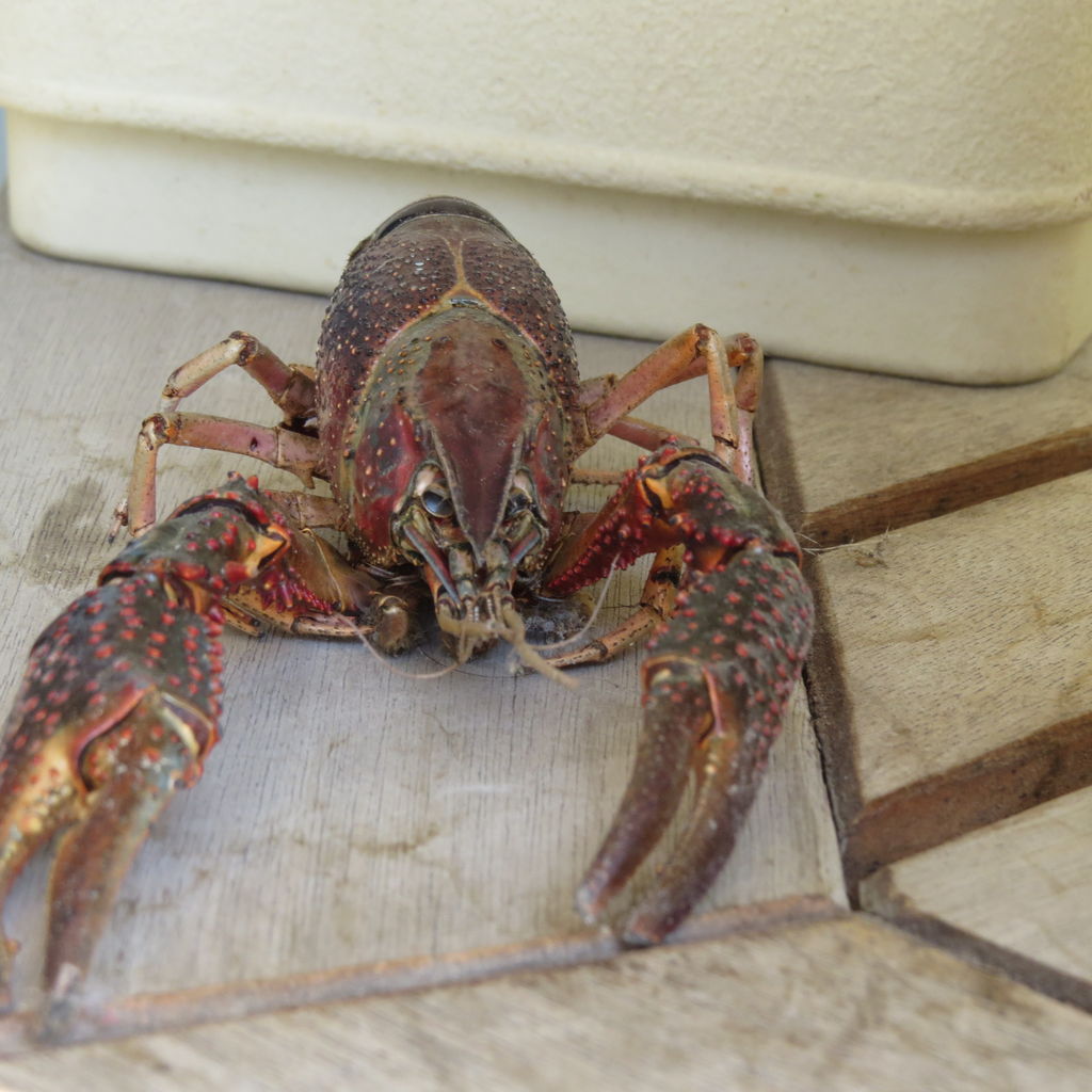 初心者でも簡単なザリガニの飼い方 水深 水の量 エサ 砂 赤ちゃん 脱皮 冬眠など 虎ノ門虎之助のベランダ ラボラトリー Ft メダカ