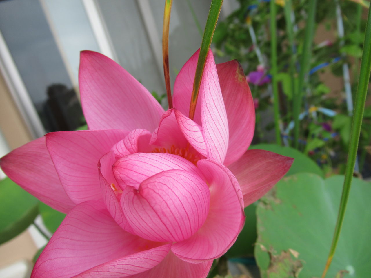 ようやく ハスの花が咲きました 虎ノ門虎之助のベランダ ラボラトリー Ft メダカ ようやく ハスの花が咲きました 虎ノ門虎之助のベランダ ラボラトリー Ft メダカ