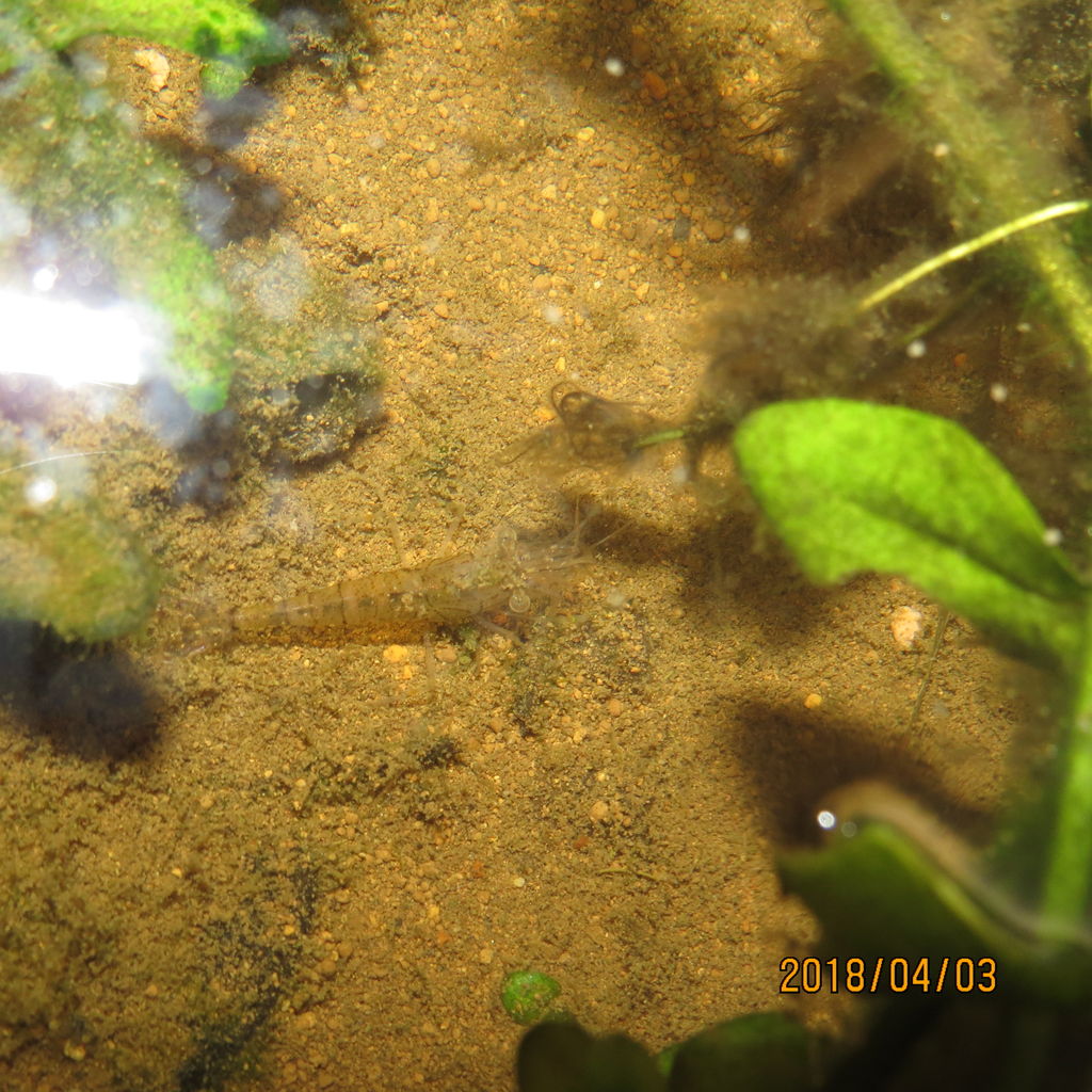 ミナミヌマエビ スジエビへのエサ 虎ノ門虎之助のベランダ ラボラトリー Ft メダカ