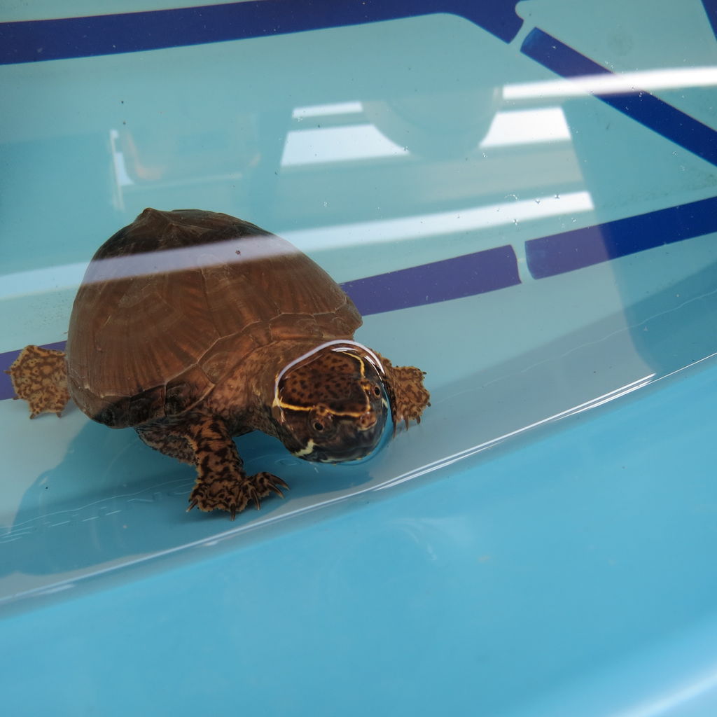 超小型で飼い易いミシシッピニオイガメの飼い方 飼育に飽きない魅力を語る 虎ノ門虎之助のベランダ ラボラトリー Ft メダカ 超小型で飼い易いミシシッピニオイガメの飼い方 飼育に飽きない魅力を語る 虎ノ門虎之助のベランダ ラボラトリー Ft メダカ