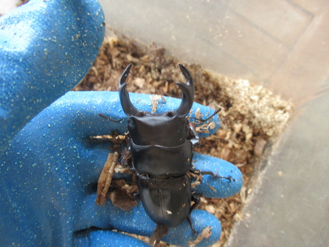 カブトムシ オオクワガタ コオロギ 鈴虫 虎ノ門虎之助のベランダ ラボラトリー Ft メダカ