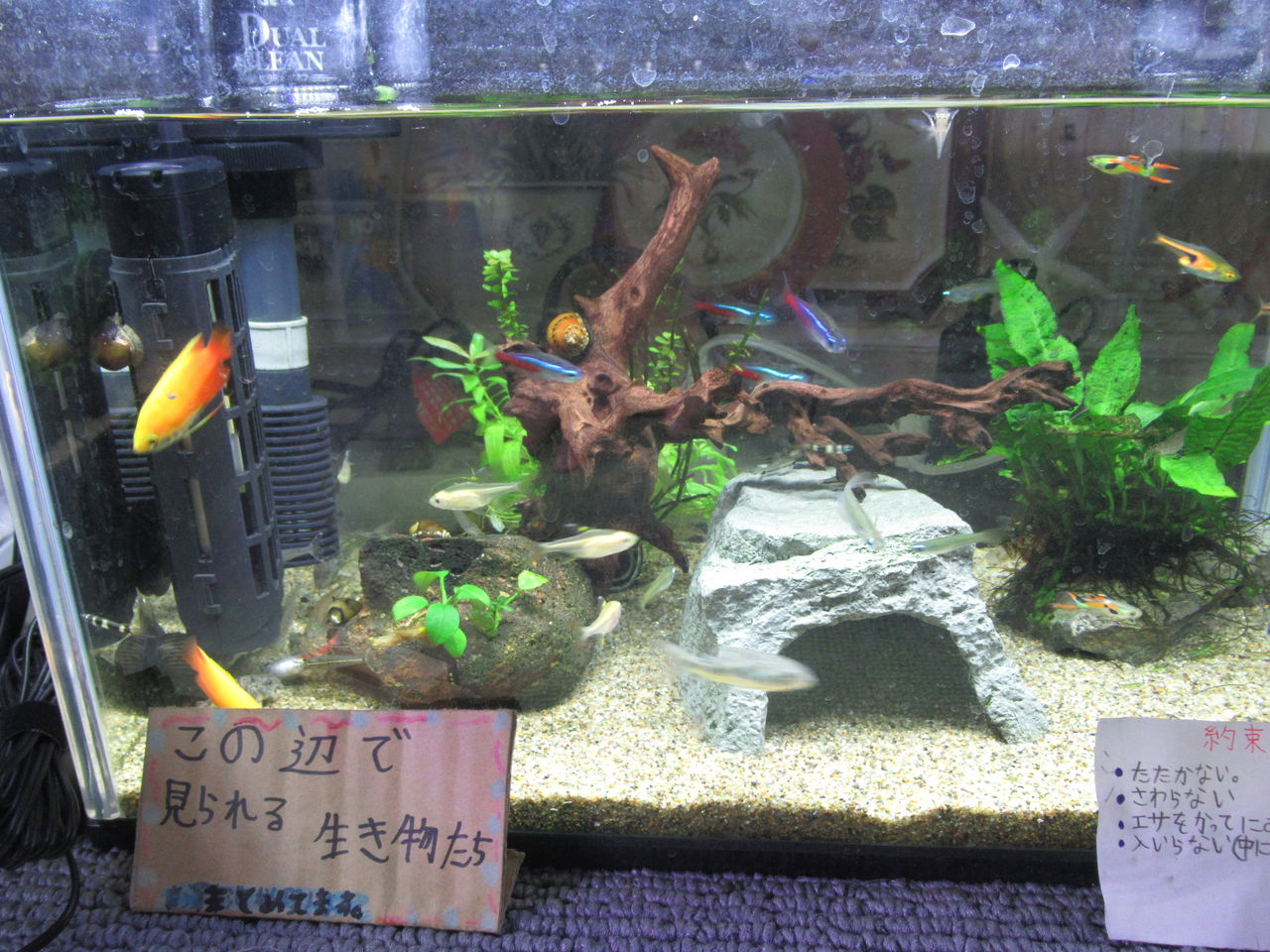 熱帯魚水槽 ネオンテトラが食べられる 虎ノ門虎之助のベランダ ラボラトリー Ft メダカ