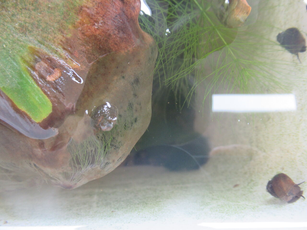 驚異 ヒメタニシ カワニナを凌駕するスネールの繁殖力 虎ノ門虎之助のベランダ ラボラトリー Ft メダカ