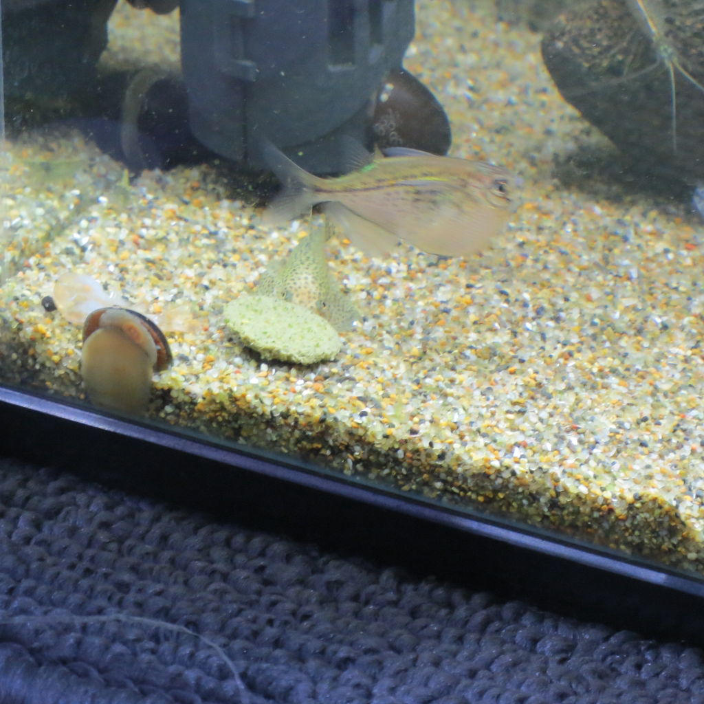 恥ずかしがり屋の熱帯魚 チャイナバタフライ プレコ 虎ノ門虎之助のベランダ ラボラトリー Ft メダカ 恥ずかしがり屋の熱帯魚 チャイナバタフライ プレコ 虎ノ門虎之助のベランダ ラボラトリー Ft メダカ
