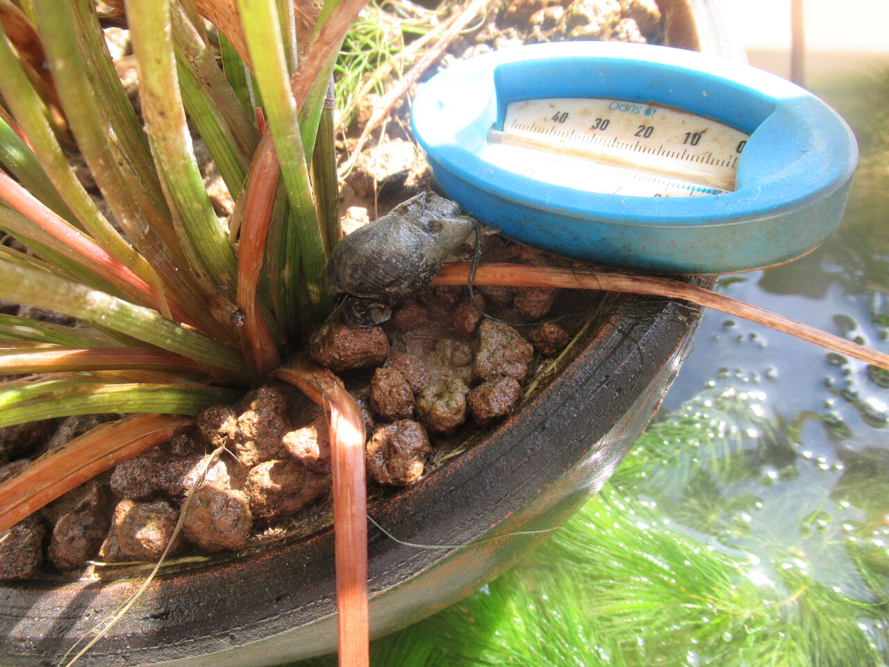メダカ容器の水が白く濁る現象が続く 水替えを繰り返すしかない 虎ノ門虎之助のベランダ ラボラトリー Ft メダカ