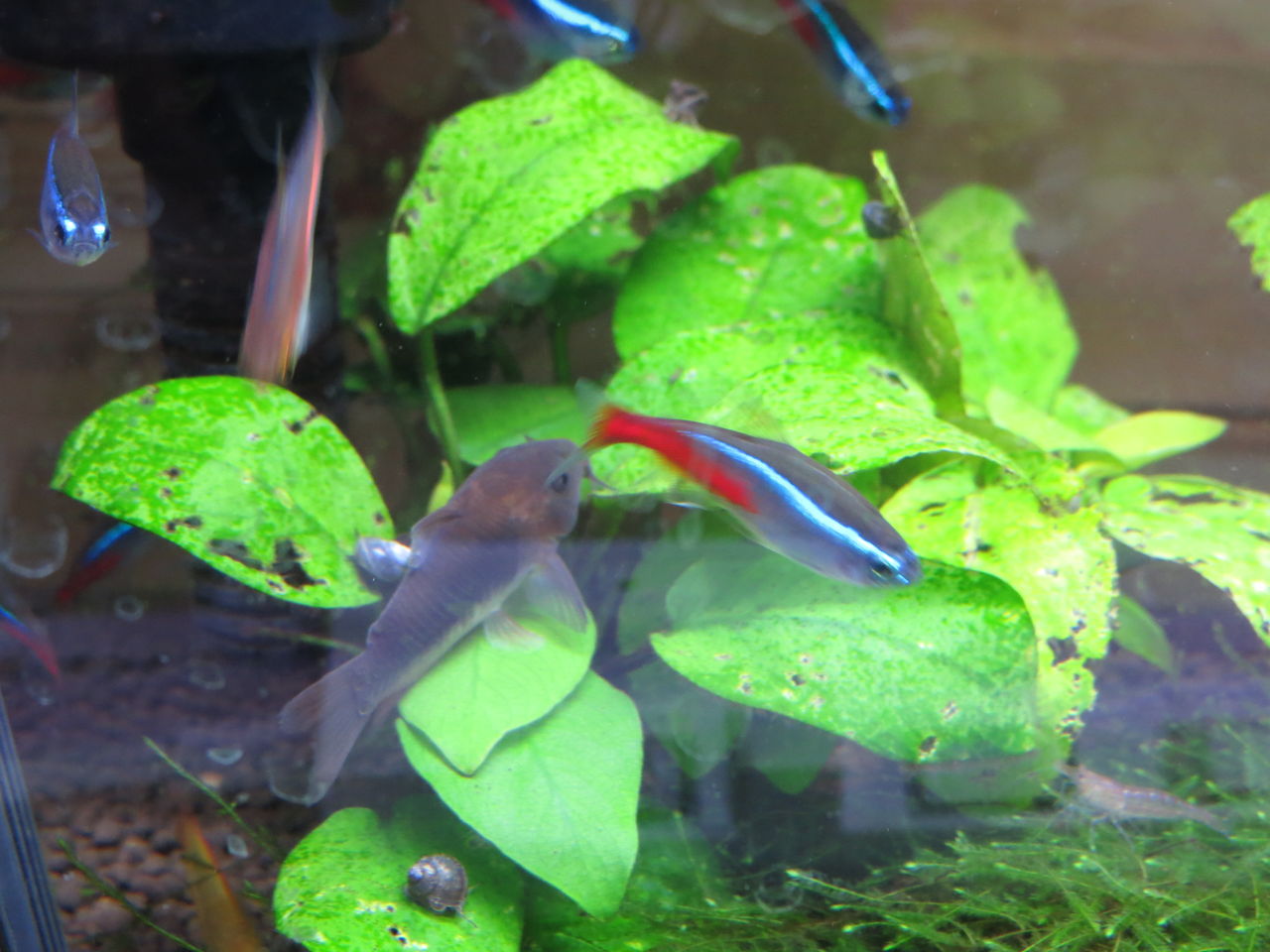 熱帯魚水槽 バルーンブルーダイヤモンド ラミレジィが死んでしまいました 虎ノ門虎之助のベランダ ラボラトリー Ft メダカ 熱帯魚水槽 バルーンブルーダイヤモンド ラミレジィが死んでしまいました 虎ノ門虎之助のベランダ ラボラトリー Ft メダカ