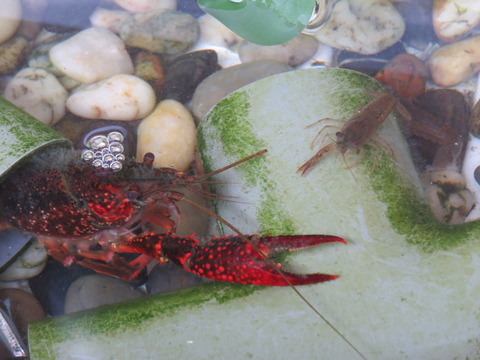 初心者でも簡単なザリガニの飼い方 水深 水の量 エサ 砂 赤ちゃん 脱皮 冬眠など 虎ノ門虎之助のベランダ ラボラトリー Ft メダカ