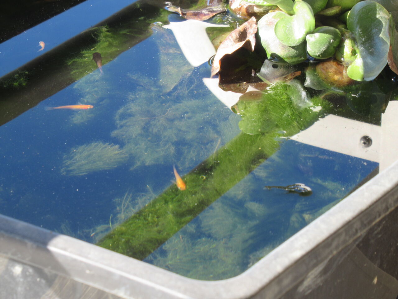 屋外飼育 メダカ容器の水面に氷が張りました 虎ノ門虎之助のベランダ ラボラトリー Ft メダカ