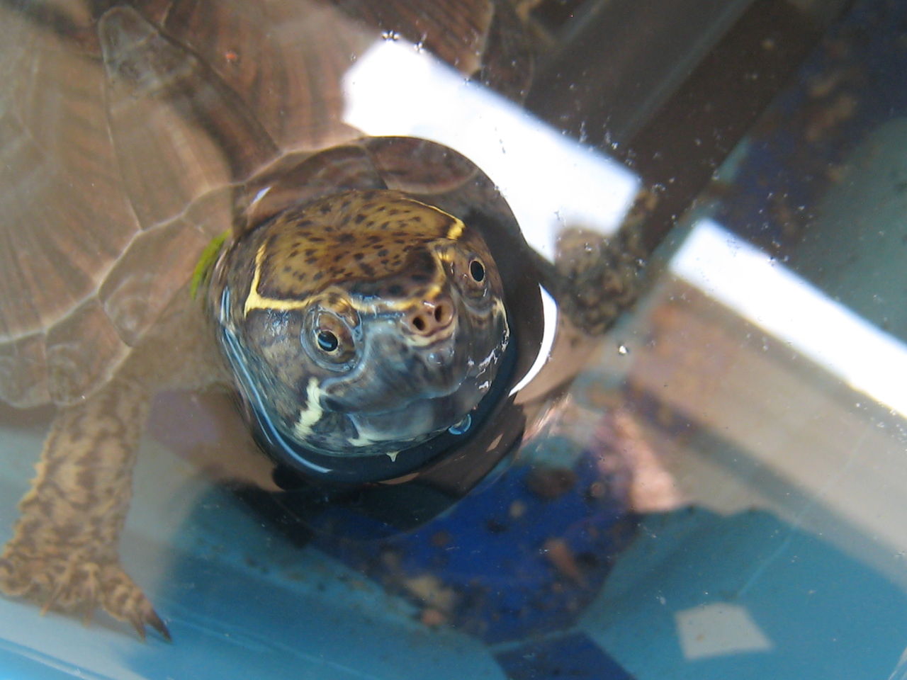 ミシシッピニオイガメのミッピーちゃん １５ 避暑地でも暑いよね 虎ノ門虎之助のベランダ ラボラトリー Ft メダカ