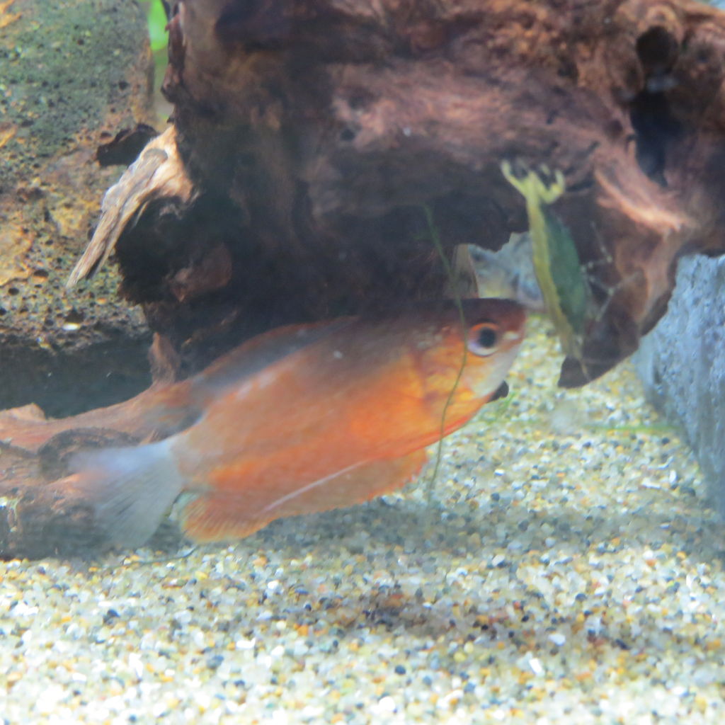 熱帯魚水槽 我が家へ また迎え入れちゃいました 虎ノ門虎之助のベランダ ラボラトリー Ft メダカ