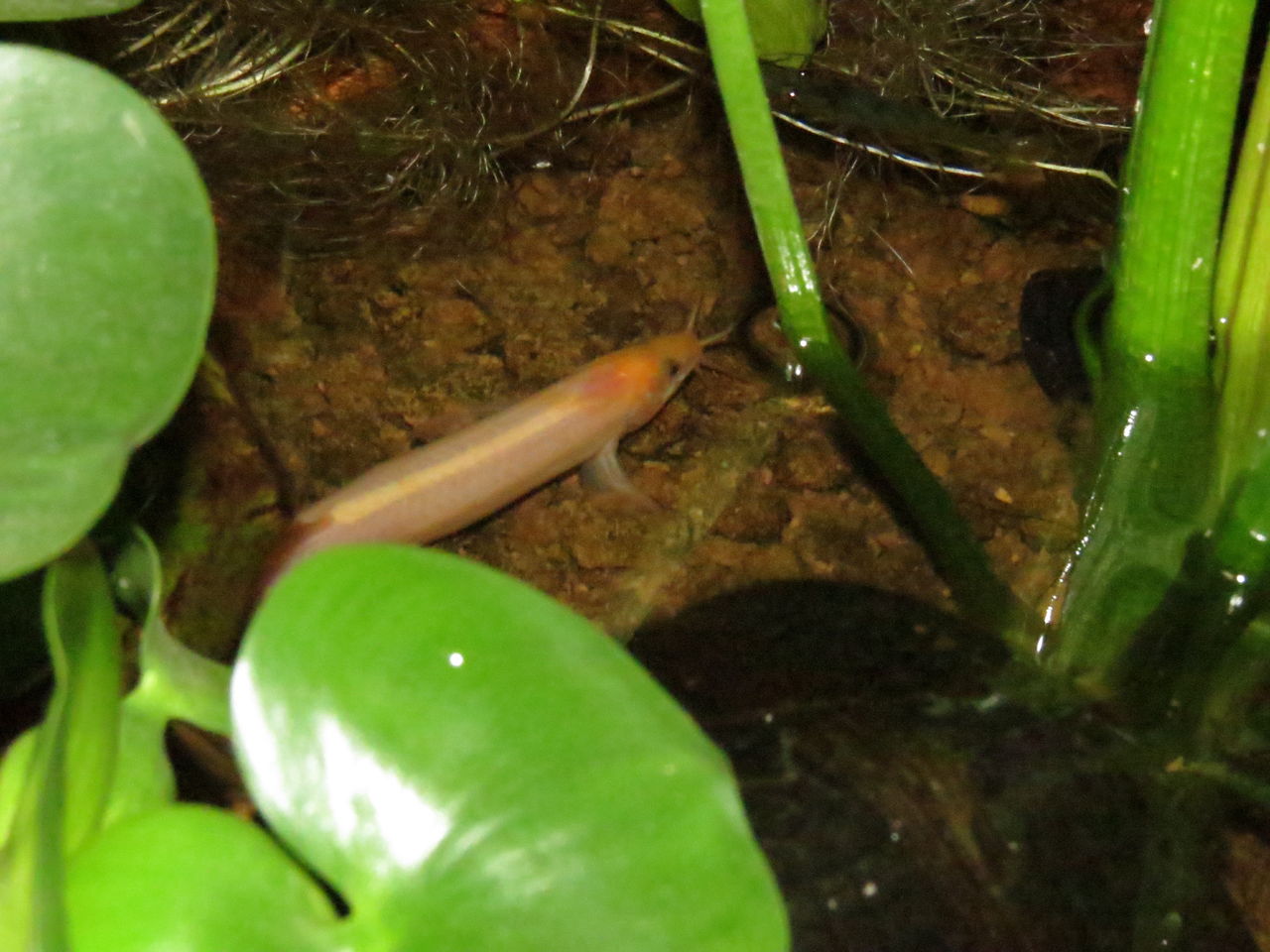 初心者向け マドジョウ ヒドジョウ シマドジョウの育て方 虎ノ門虎之助のベランダ ラボラトリー Ft メダカ