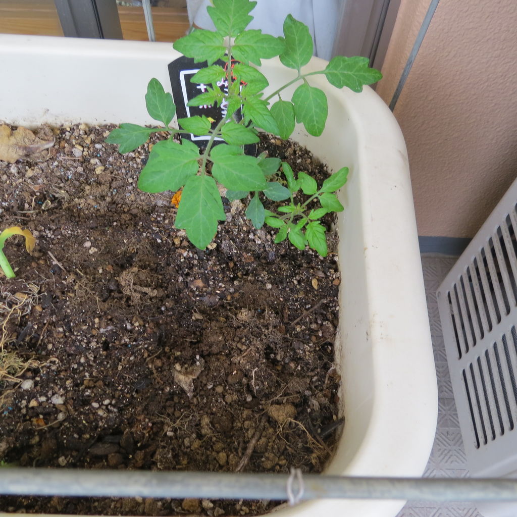 アサガオの種植えとトウモロコシの苗の植え付け 虎ノ門虎之助のベランダ ラボラトリー Ft メダカ