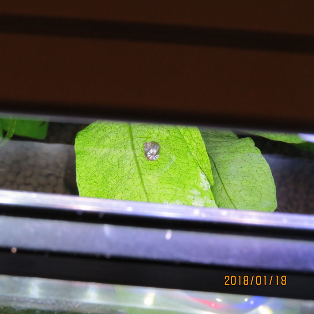 熱帯魚水槽 エビの赤ちゃん生まれる 虎ノ門虎之助のベランダ ラボラトリー Ft メダカ 熱帯魚水槽 エビの赤ちゃん生まれる 虎ノ門虎之助のベランダ ラボラトリー Ft メダカ