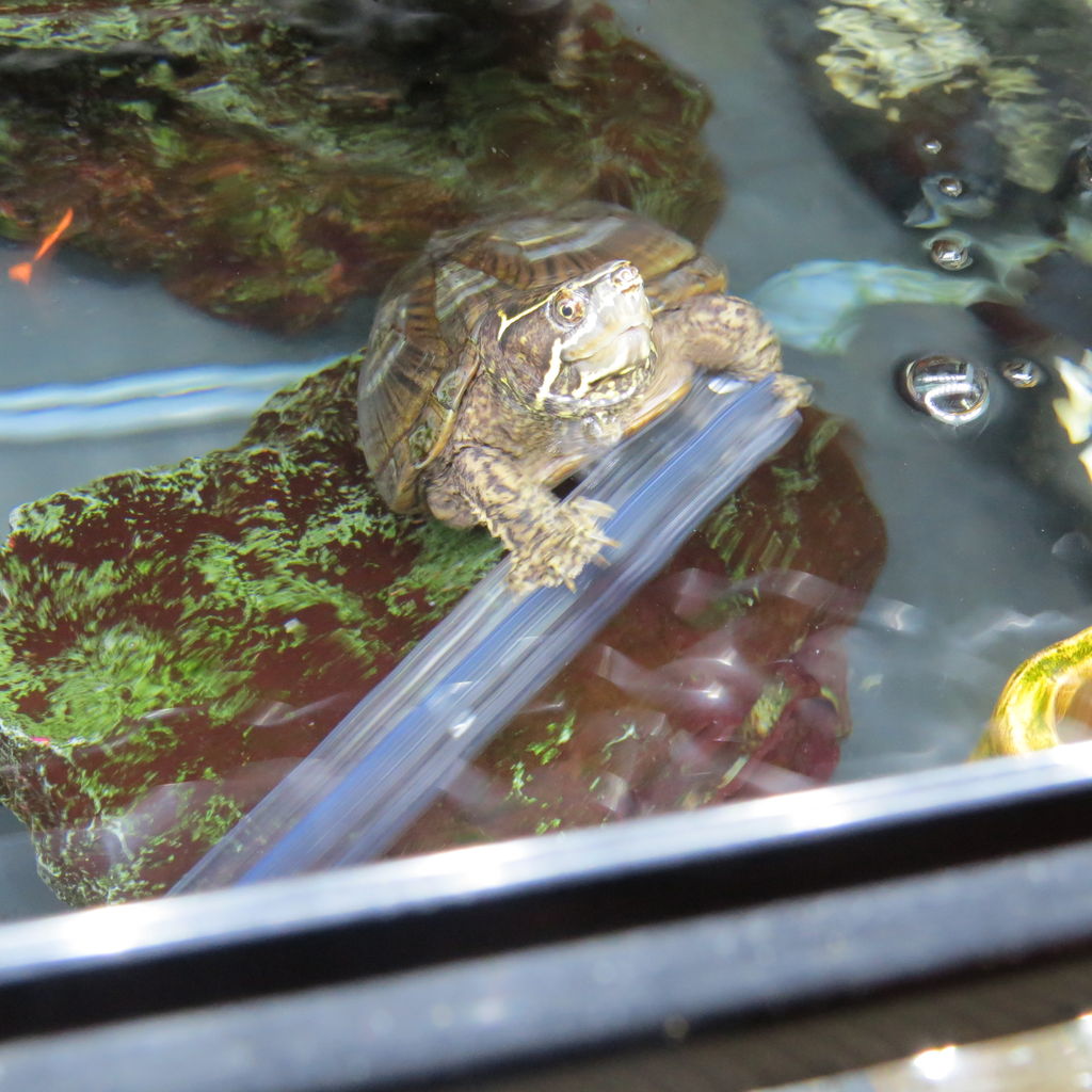 ミシシッピニオイガメのミッピーちゃん ２６ 魚の飛び出し防止柵落として どや顔 の巻 虎ノ門虎之助のベランダ ラボラトリー Ft メダカ