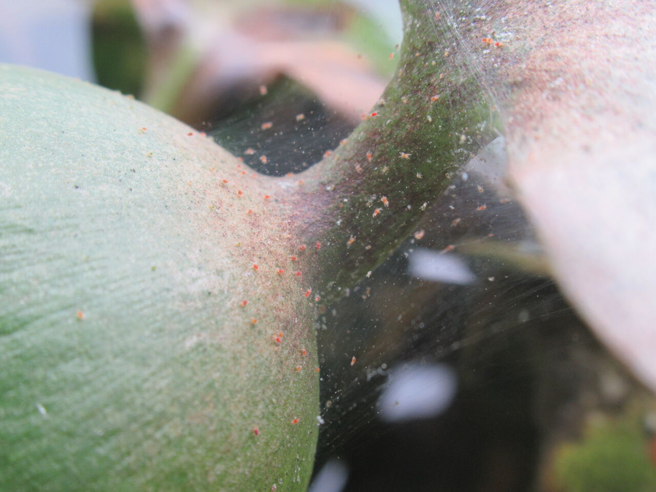 ホテイ草が夏に白く枯れる原因はアブラムシ 蜘蛛 ダニ 虎ノ門虎之助のベランダ ラボラトリー Ft メダカ ホテイ草が夏に白く枯れる原因はアブラムシ 蜘蛛 ダニ 虎ノ門虎之助のベランダ ラボラトリー Ft メダカ