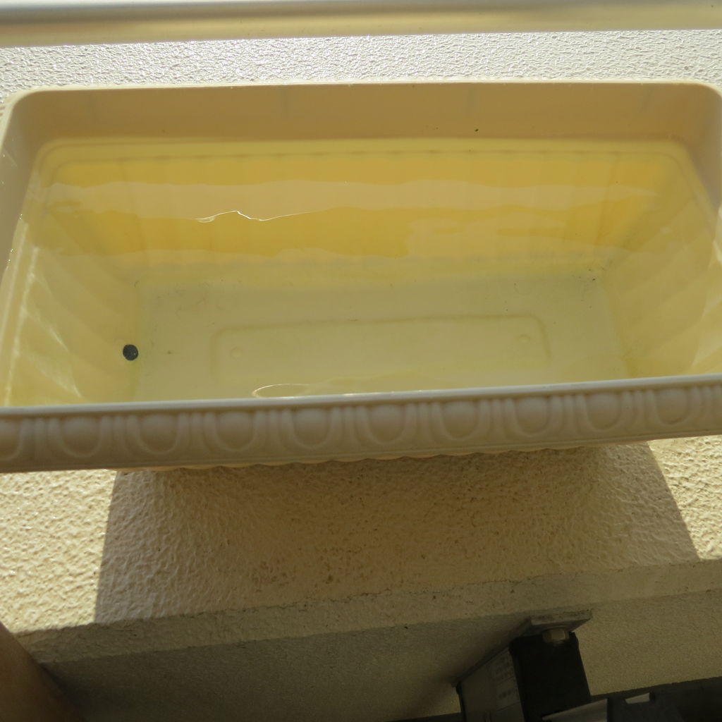 冬にグリーンウォーター 青水 を作る 1 金魚やメダカの飼育水 痩せ細り病を防ぐ 虎ノ門虎之助のベランダ ラボラトリー Ft メダカ 冬にグリーンウォーター 青水 を作る 1 金魚やメダカの飼育水 痩せ細り病を防ぐ 虎ノ門虎之助のベランダ ラボラトリー Ft メダカ