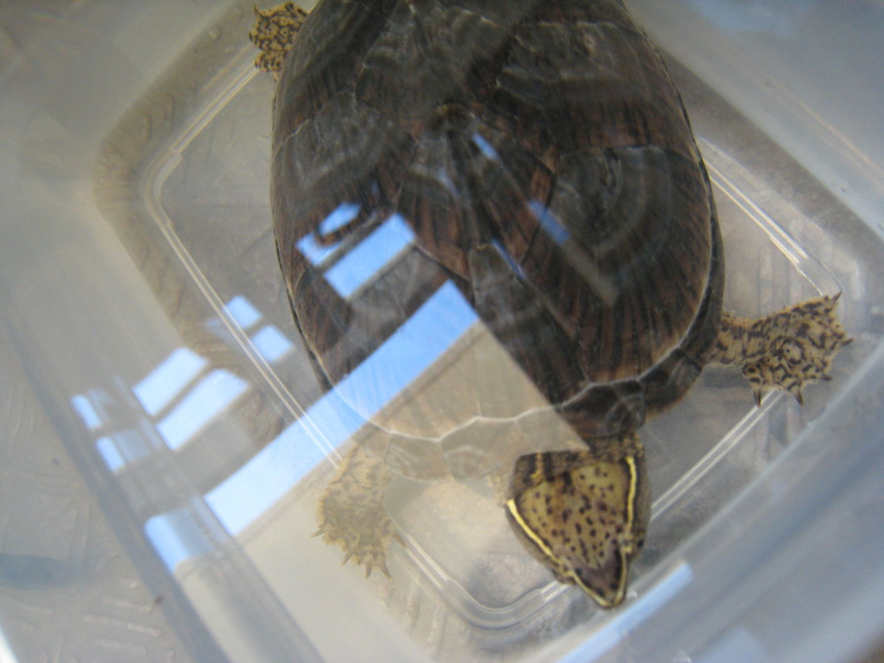 18年08月25日 虎ノ門虎之助のベランダ ラボラトリー Ft メダカ