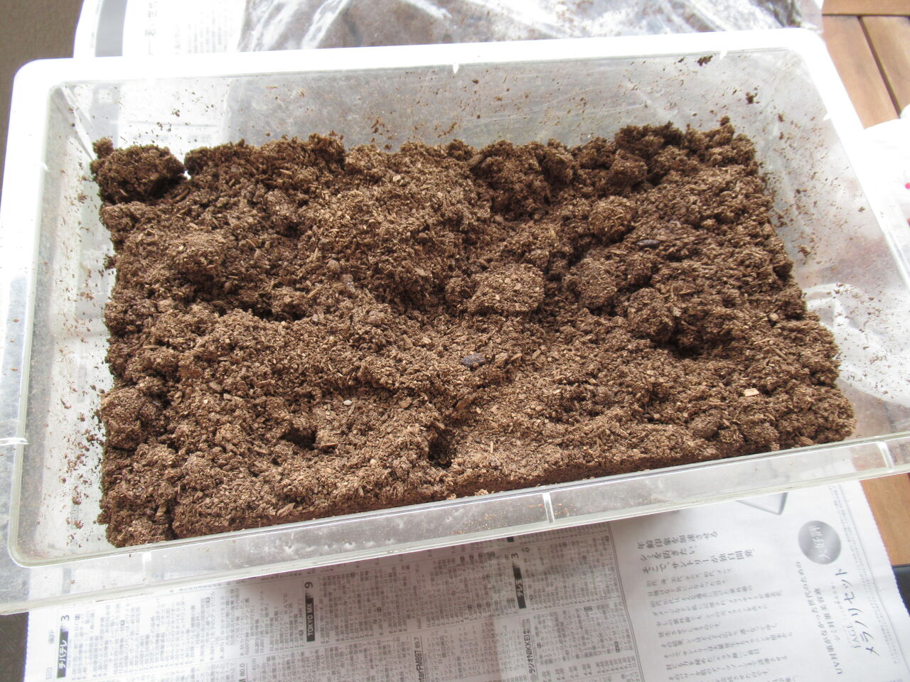 本格的な冬の前のカブトムシのマット交換 虎ノ門虎之助のベランダ ラボラトリー Ft メダカ 本格的な冬の前のカブトムシのマット交換 虎ノ門虎之助のベランダ ラボラトリー Ft メダカ