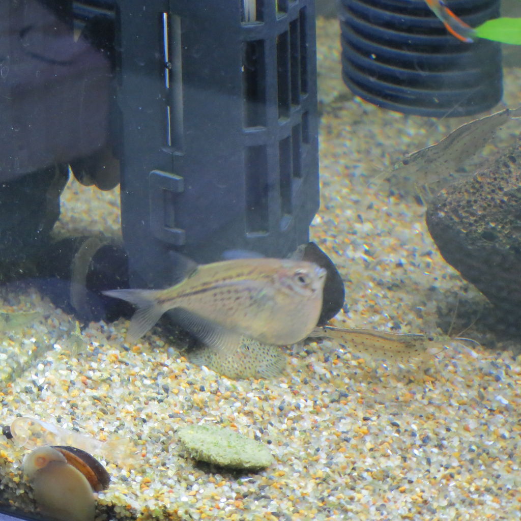 恥ずかしがり屋の熱帯魚 チャイナバタフライ プレコ 虎ノ門虎之助のベランダ ラボラトリー Ft メダカ 恥ずかしがり屋の熱帯魚 チャイナバタフライ プレコ 虎ノ門虎之助のベランダ ラボラトリー Ft メダカ