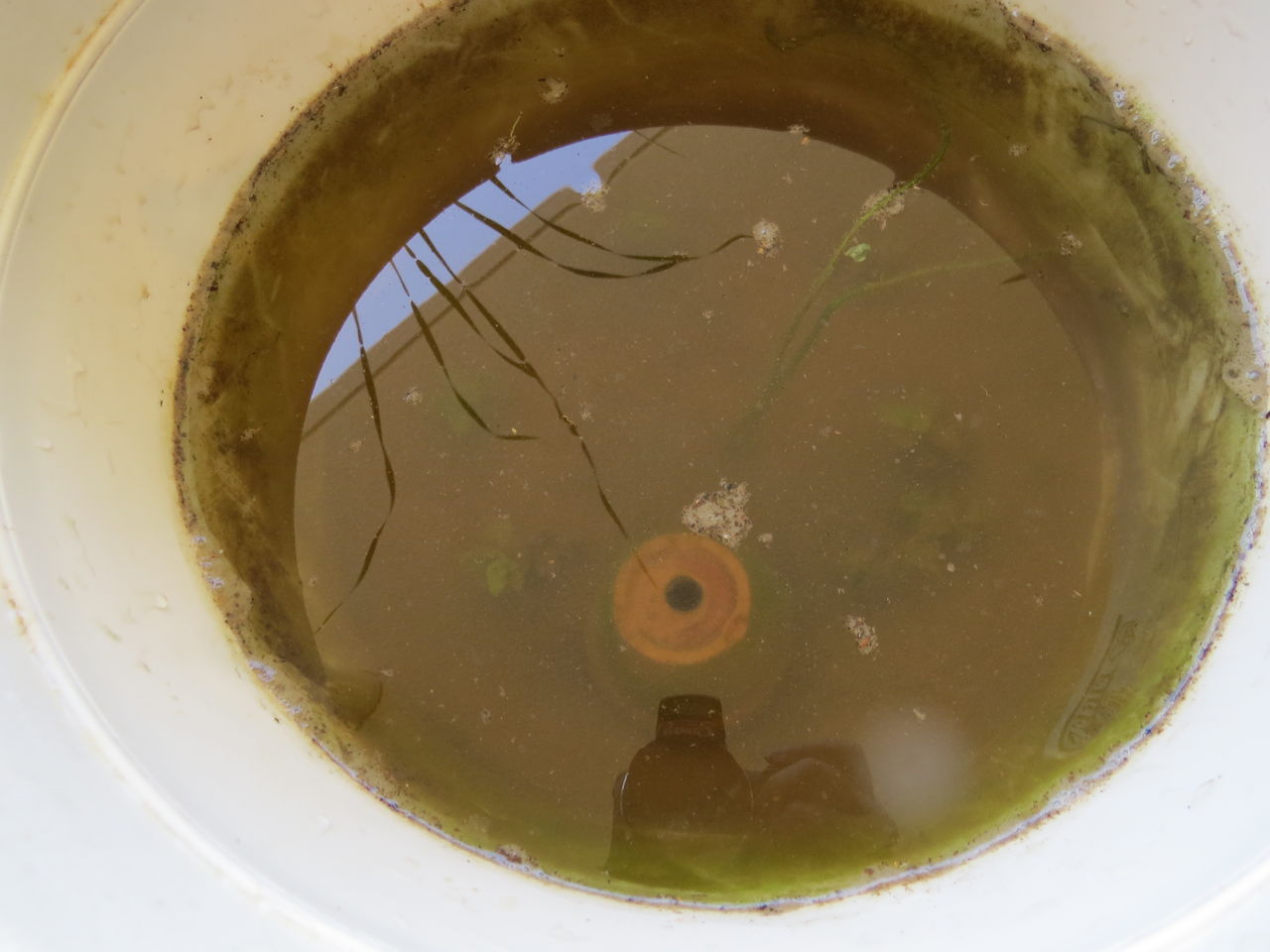 成長が止まったハス 虎ノ門虎之助のベランダ ラボラトリー Ft メダカ 成長が止まったハス 虎ノ門虎之助のベランダ ラボラトリー Ft メダカ