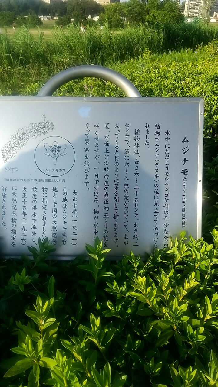 息抜き 花見頃の小岩菖蒲園に行きました 虎ノ門虎之助のベランダ ラボラトリー Ft メダカ
