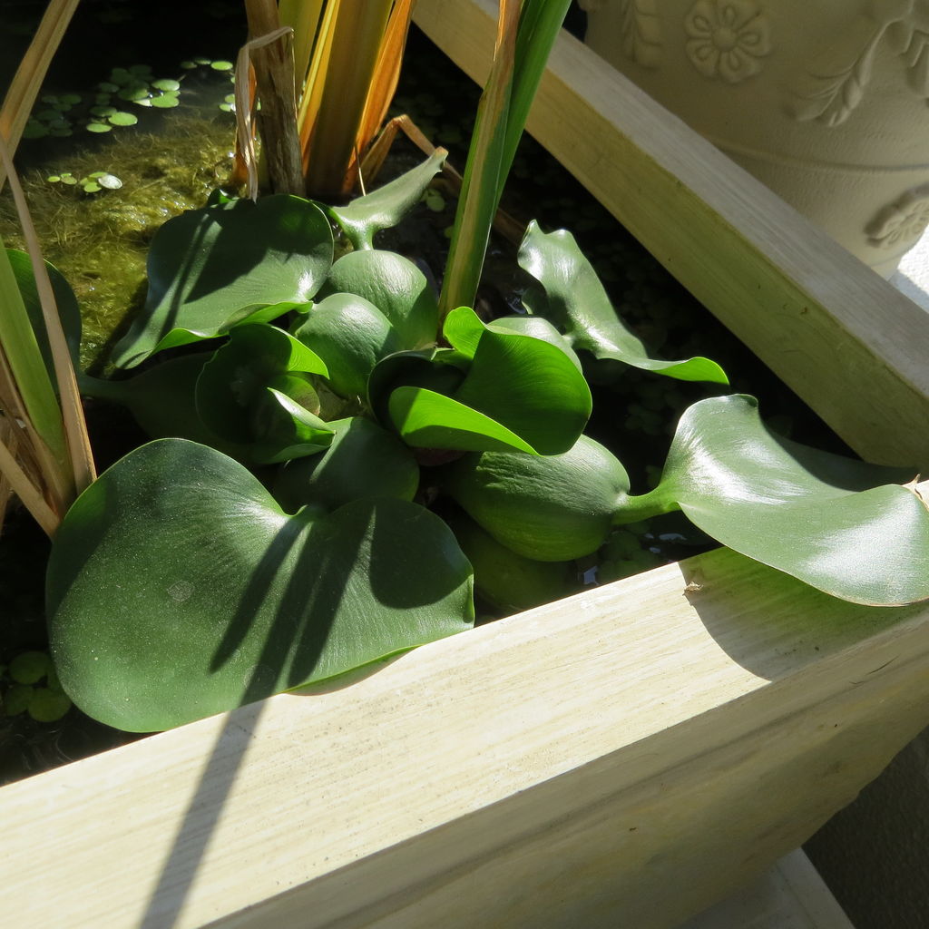 ホテイ草を越冬させてみる 1 虎ノ門虎之助のベランダ ラボラトリー Ft メダカ ホテイ草を越冬させてみる 1 虎ノ門虎之助のベランダ ラボラトリー Ft メダカ